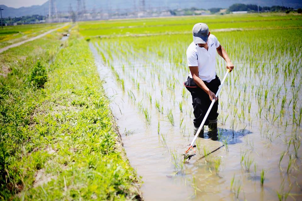 2015手除草